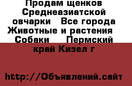 Продам щенков Среднеазиатской овчарки - Все города Животные и растения » Собаки   . Пермский край,Кизел г.